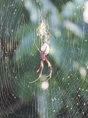 Nephila tetragnathoides