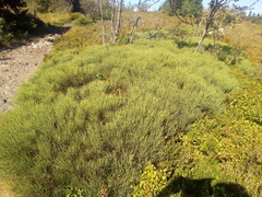 Cytisus oromediterraneus