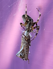 Leptoglossus occidentalis