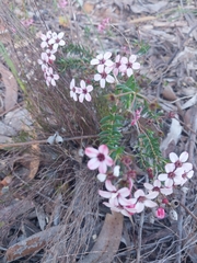 Adenandra