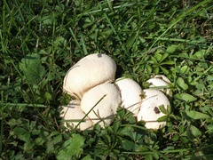 Lycoperdon utriforme