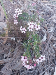 Adenandra