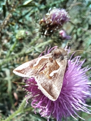 Macdunnoughia confusa