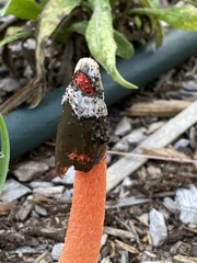 Phallus rugulosus