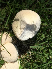 Lycoperdon utriforme