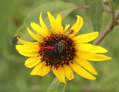 Acmaeodera disjuncta
