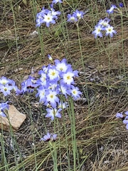 Leucocoryne coquimbensis