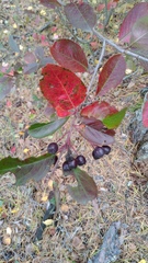 Aronia mitschurinii