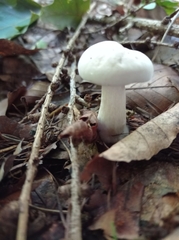 Infundibulicybe geotropa