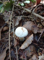 Infundibulicybe geotropa