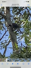 Philemon corniculatus