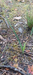 Thelymitra pauciflora