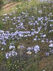 Leucocoryne coquimbensis