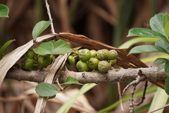 Ficus hispida