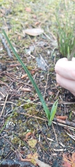Thelymitra pauciflora