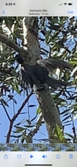 Philemon corniculatus