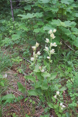 Cephalanthera damasonium