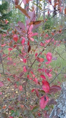 Aronia mitschurinii
