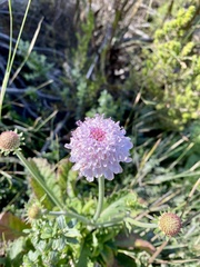 Scabiosa