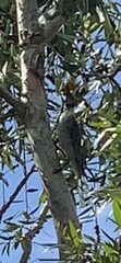 Philemon corniculatus