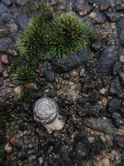 Xeroplexa intersecta