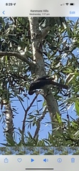 Philemon corniculatus