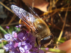 Eristalis tenax