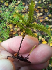 Climacium dendroides