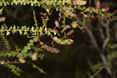 Acacia hubbardiana