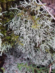 Cladonia rangiformis