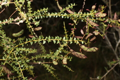 Acacia hubbardiana