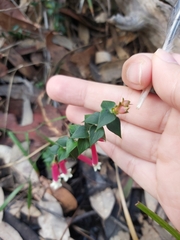 Epacris longiflora