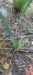 Thelymitra pauciflora