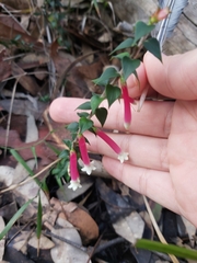 Epacris longiflora
