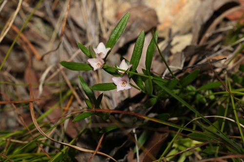 Image of milkwort boronia by (c) Greg Tasney, some rights reserved (CC BY-SA)