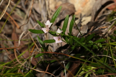 Cyanothamnus polygalifolius
