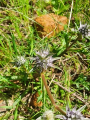 Eryngium pinnatifidum