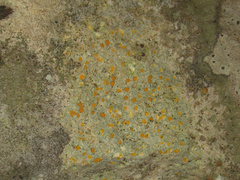 Protoblastenia rupestris