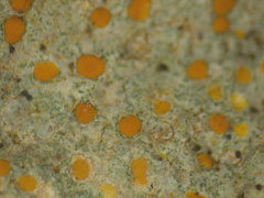 Protoblastenia rupestris