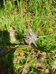 Eryngium pinnatifidum
