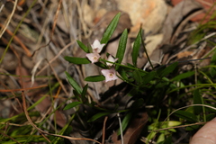 Cyanothamnus polygalifolius