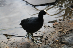 Fulica atra atra