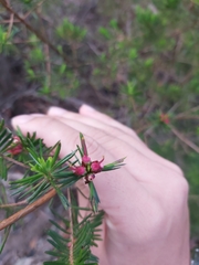 Darwinia procera