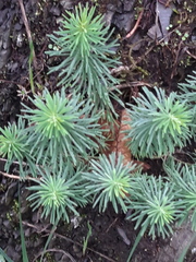 Euphorbia cyparissias