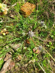 Eryngium pinnatifidum