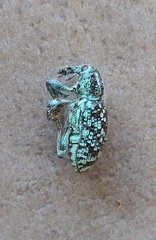 Chrysolopus spectabilis