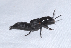 Quedius dilatatus