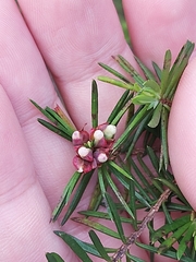 Darwinia procera