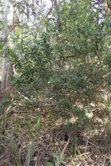 Dodonaea viscosa spatulata