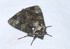 Craniophora ligustri